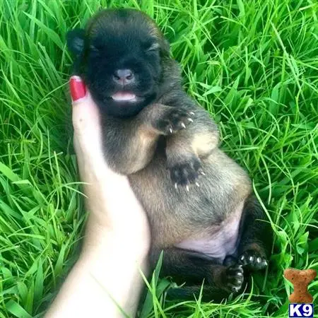 Belgian Malinois puppy for sale: a monkey sitting in the grass