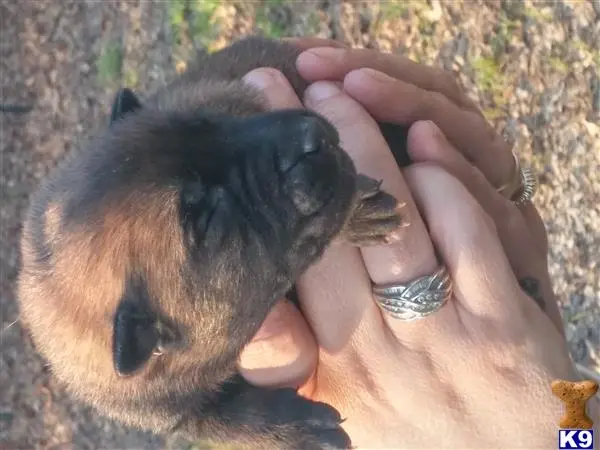 Belgian Malinois puppy for sale: a person holding a small animal