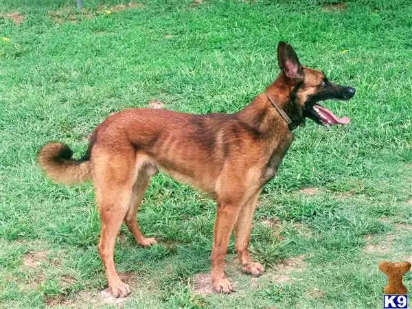 Belgian Malinois puppy for sale: a belgian malinois dog standing on grass