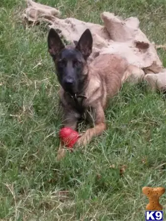 Belgian Malinois puppy for sale: a belgian malinois dog running in the grass
