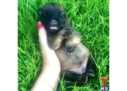 Belgian Malinois puppy for sale: a monkey sitting in the grass