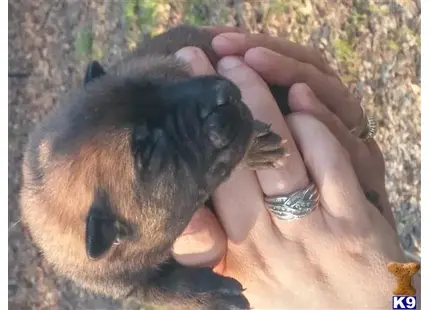Belgian Malinois puppy for sale: a person holding a small animal