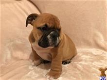 english bulldog puppy posted by evahans