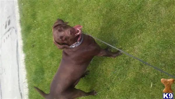 Labrador Retriever female dog