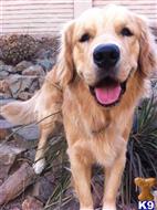 Andy available Golden Retriever puppy located in BALTIMORE