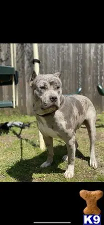 American Bully stud dog