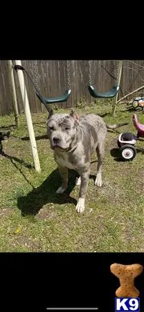 American Bully stud dog