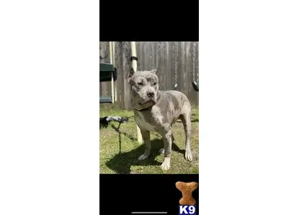 a american bully dog standing in a yard