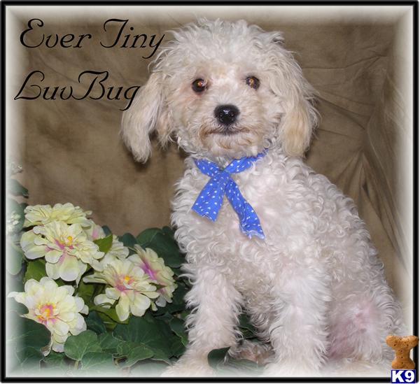 Poodle Dog for Sale Tiny Teacup White Toy Poodle...AKC 16 Years old