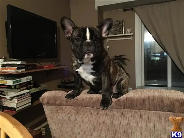 French Bulldog stud dog