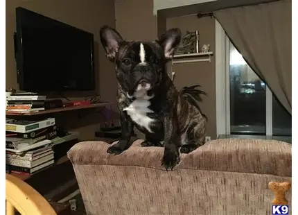 French Bulldog