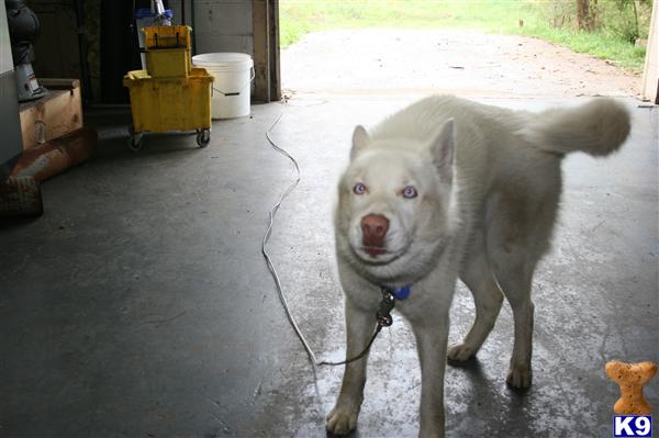 Siberian Husky dog