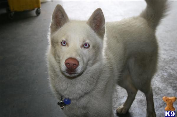 Siberian Husky dog