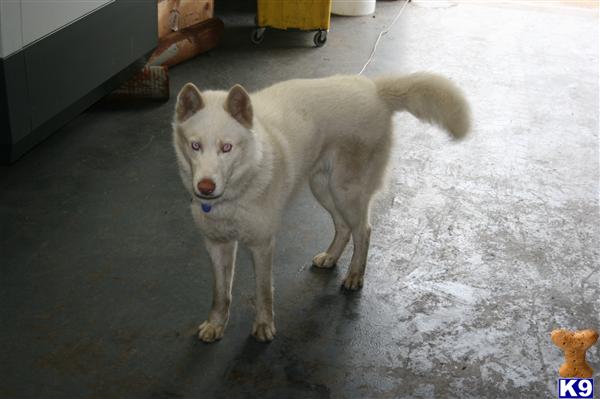 Siberian Husky dog