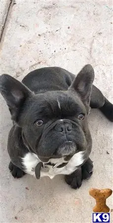French Bulldog stud dog: a french bulldog dog lying on the ground