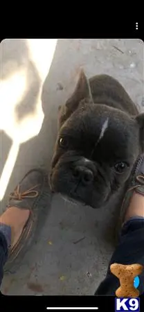 French Bulldog stud dog: a french bulldog dog looking up