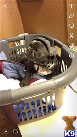 French Bulldog stud dog: a french bulldog dog in a car seat