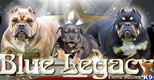 American Pit Bull stud dog: Three muscular dogs with various coat colors and poses