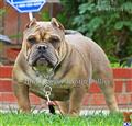 American Pit Bull stud dog: Brown American Pit Bull standing on grass with a serious expression