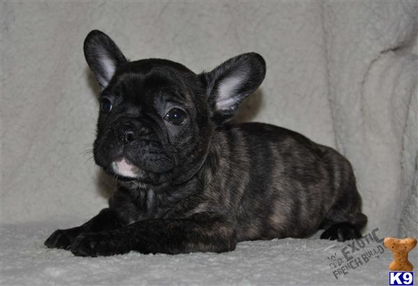 french bulldog puppy posted by exoticfrenchies
