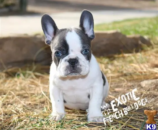 French Bulldog