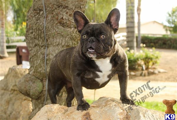 French Bulldog dog