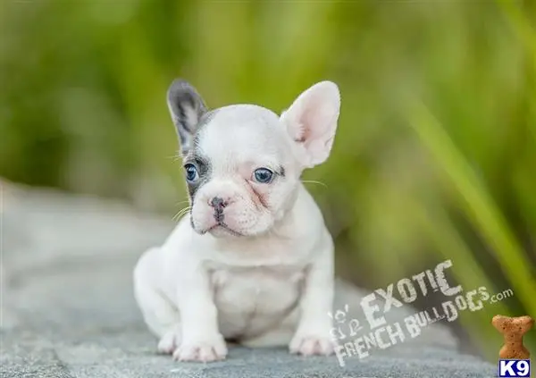 French Bulldog