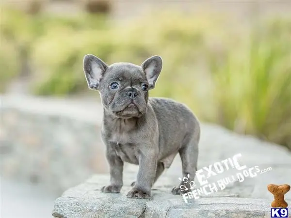 French Bulldog