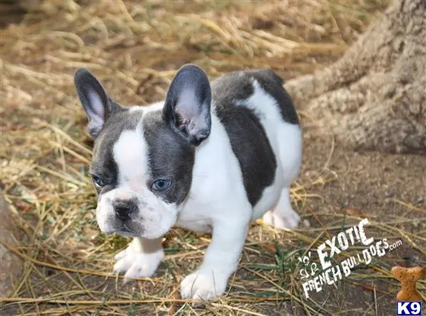 French Bulldog puppy for sale