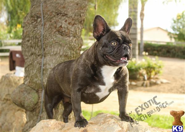 French Bulldog dog