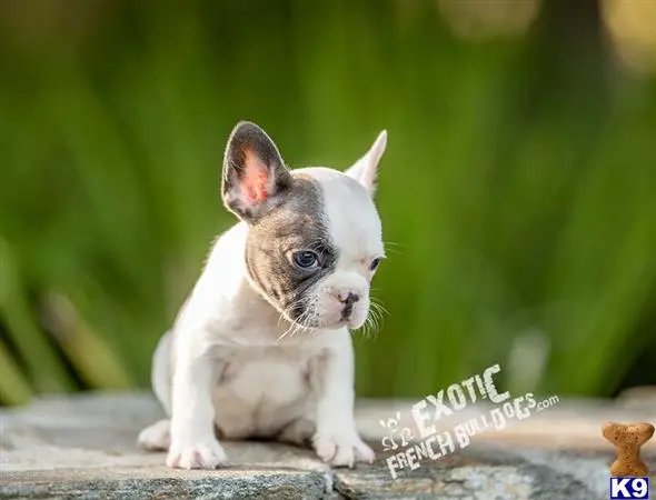 French Bulldog puppy for sale