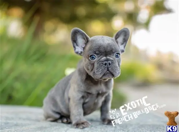 French Bulldog puppy for sale