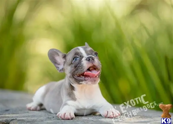 French Bulldog puppy for sale