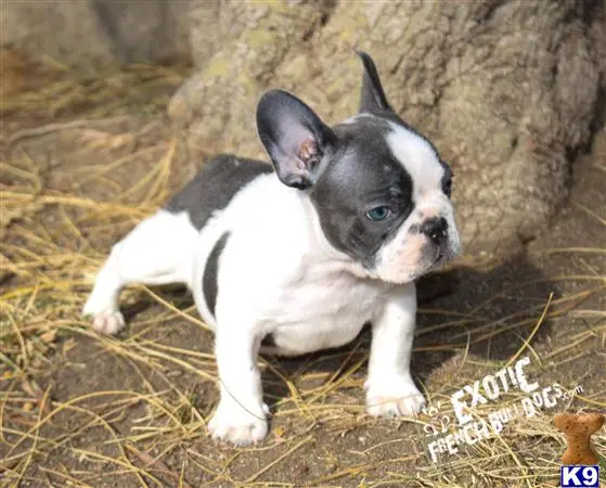 French Bulldog puppy for sale