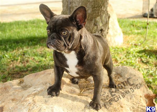 French Bulldog dog