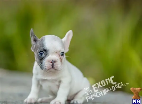 French Bulldog puppy for sale