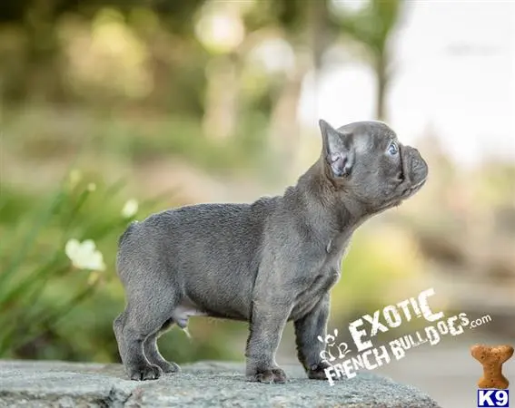 French Bulldog puppy for sale