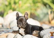 french bulldog puppy posted by exoticfrenchies