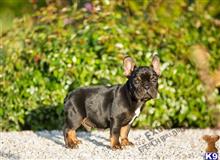 french bulldog puppy posted by exoticfrenchies