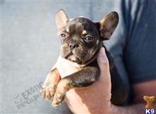 french bulldog puppy posted by exoticfrenchies