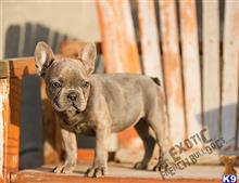 french bulldog puppy posted by exoticfrenchies