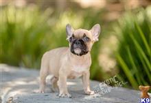 french bulldog puppy posted by exoticfrenchies