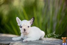 french bulldog puppy posted by exoticfrenchies