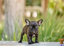 french bulldog puppy posted by exoticfrenchies