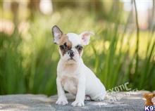 french bulldog puppy posted by exoticfrenchies