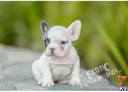 a small white french bulldog puppy