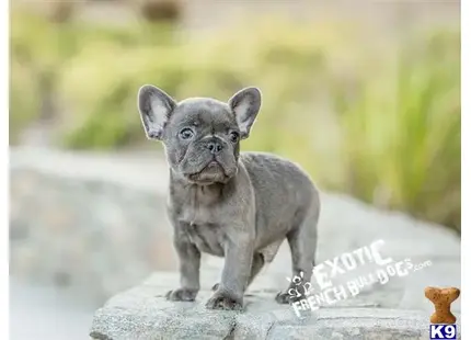 French Bulldog