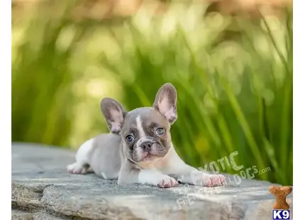 a small french bulldog puppy lying on a log