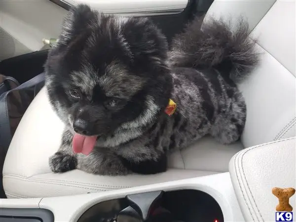 Pomeranian stud dog