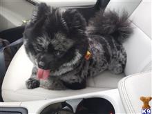 Bandit available Pomeranian puppy located in Los Angeles